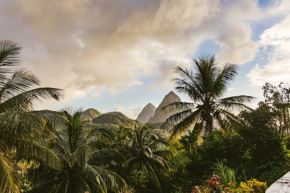 green palm tree near mountain under cloudy sky during daytime