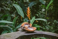 brown fruit on brown wooden table