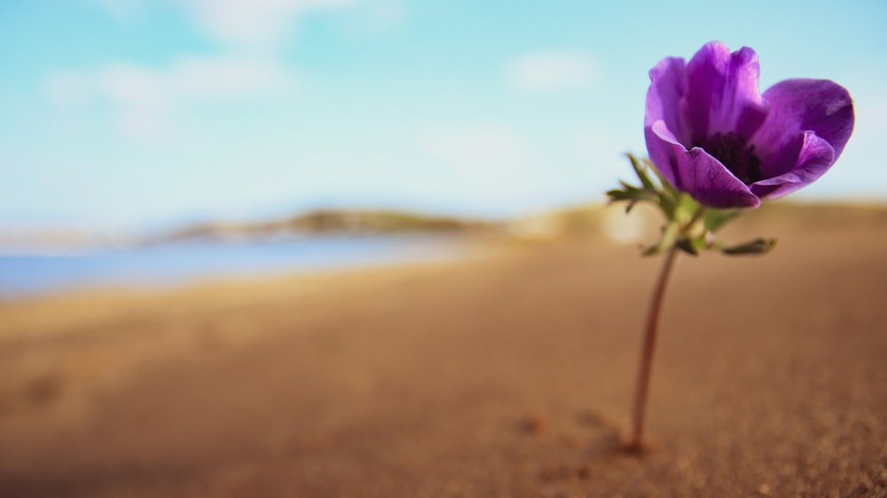 purple flower on brown sand near body of water during daytime