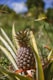 pineapple fruit in tilt shift lens