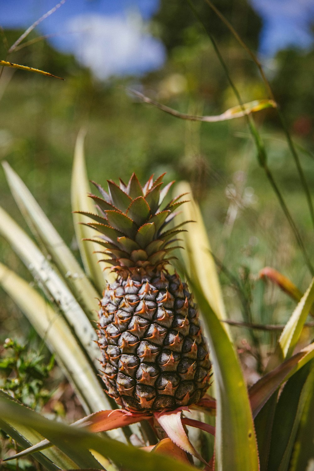 pineapple fruit in tilt shift lens