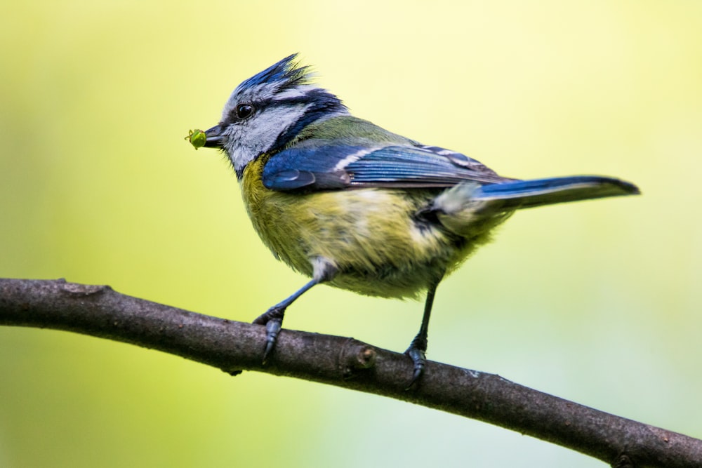 blue and white bird on tree branch