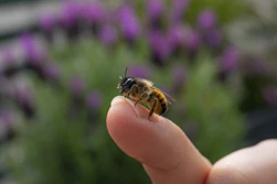 brown and black bee on purple flower during daytime