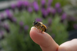 brown and black bee on purple flower during daytime