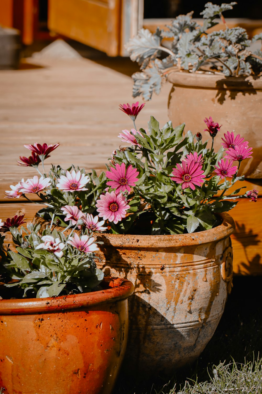 rosa und weiße Blüten im braunen Tontopf