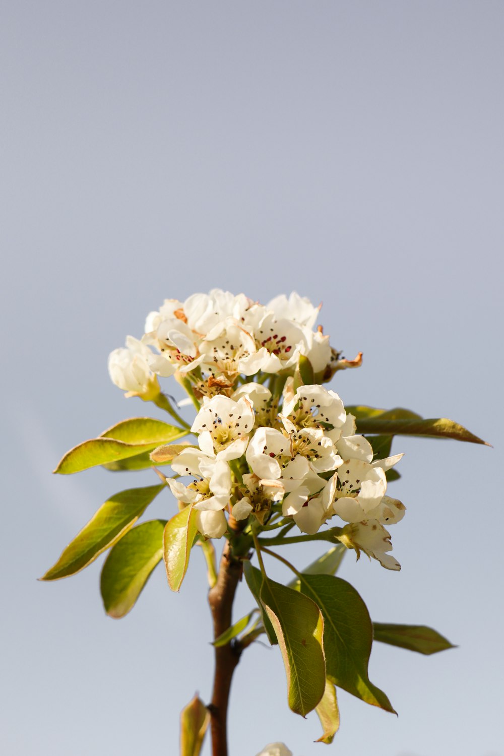 white flowers with green leaves