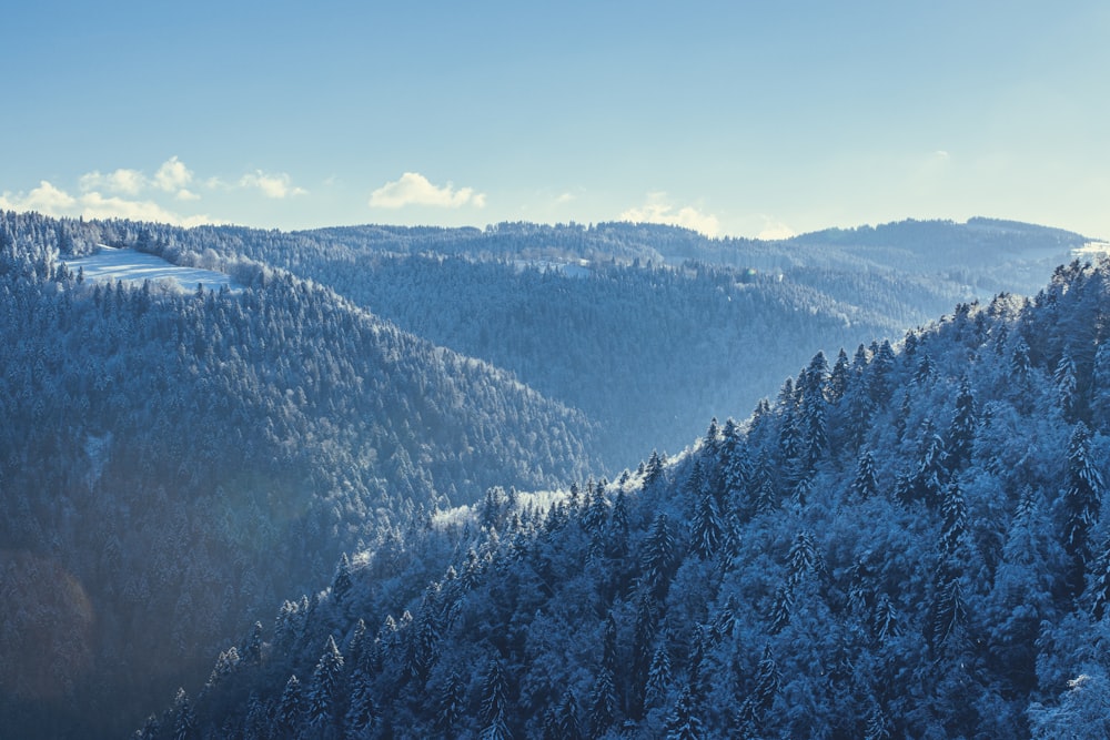 green trees on mountain during daytime