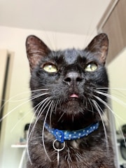 A close-up of a black cat with bright green-yellow eyes, wearing a blue collar with white polka dots. The cat's tongue is slightly sticking out, and its whiskers are prominently visible. The background is a blurred indoor setting with some furniture.