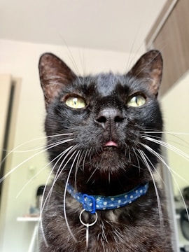 A close-up of a black cat with bright green-yellow eyes, wearing a blue collar with white polka dots. The cat's tongue is slightly sticking out, and its whiskers are prominently visible. The background is a blurred indoor setting with some furniture.