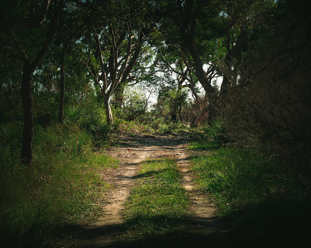 green grass and trees during daytime