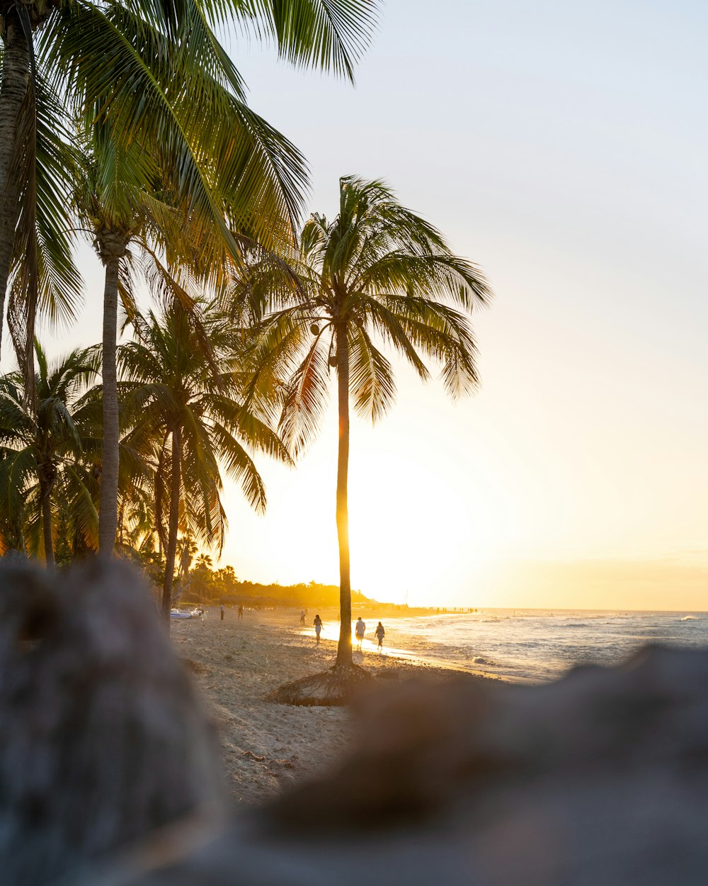 palm tree near body of water during daytime