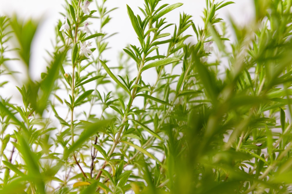 plante à feuilles vertes pendant la journée