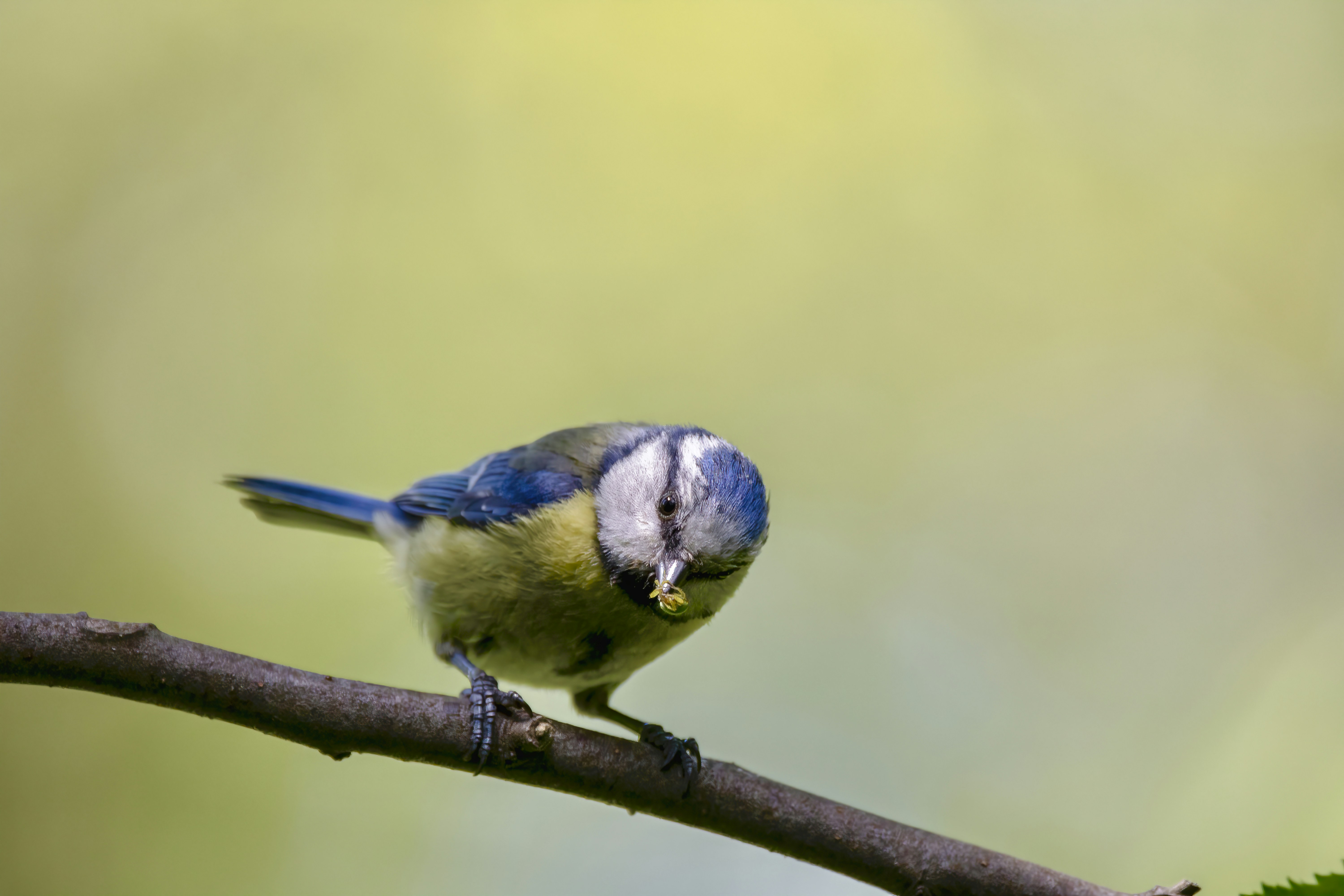 blue and white bird on brown tree branch