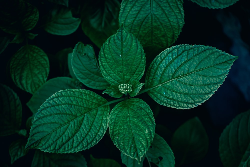 green leaves with water droplets