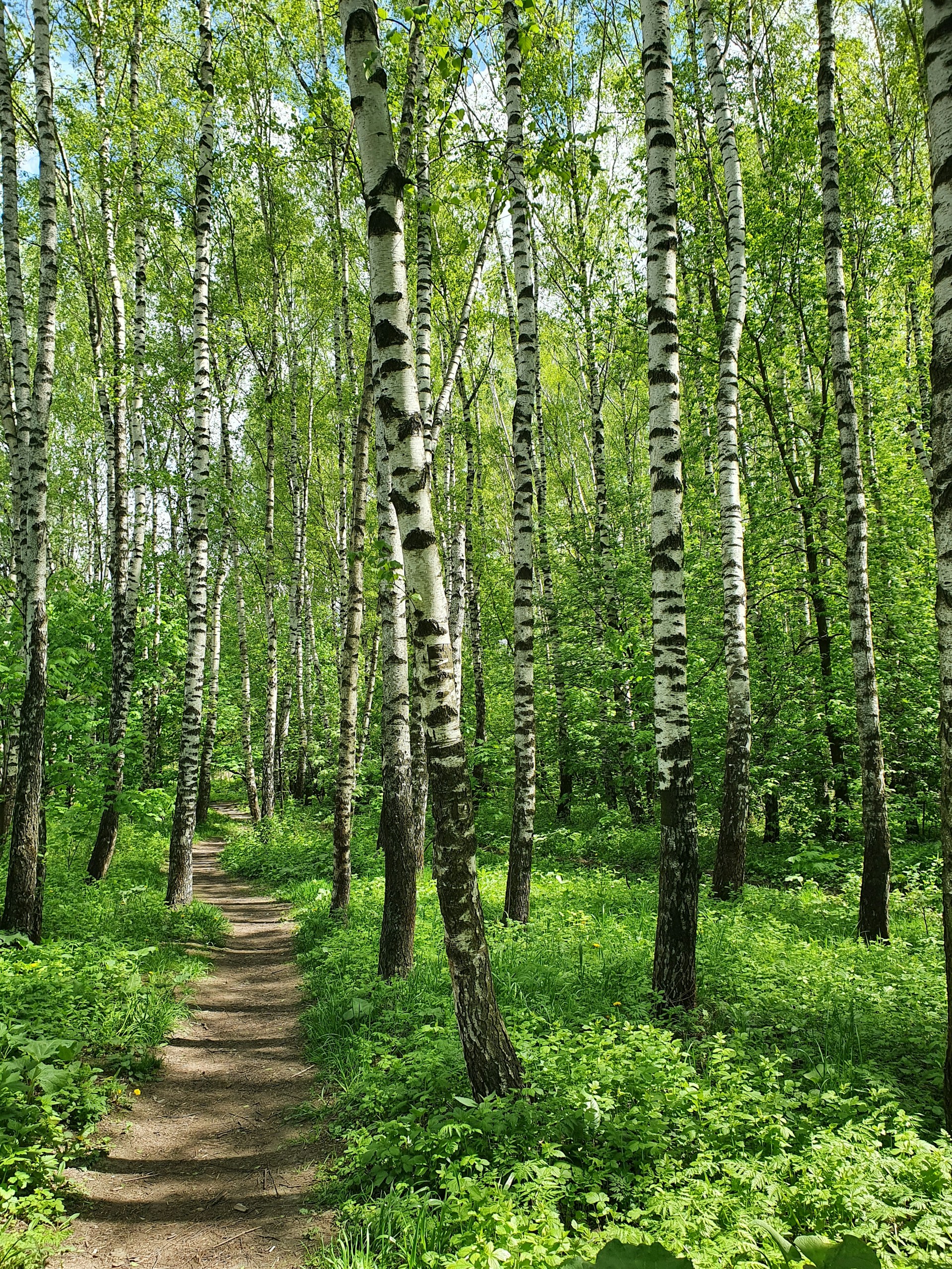 green trees on brown dirt road during daytime