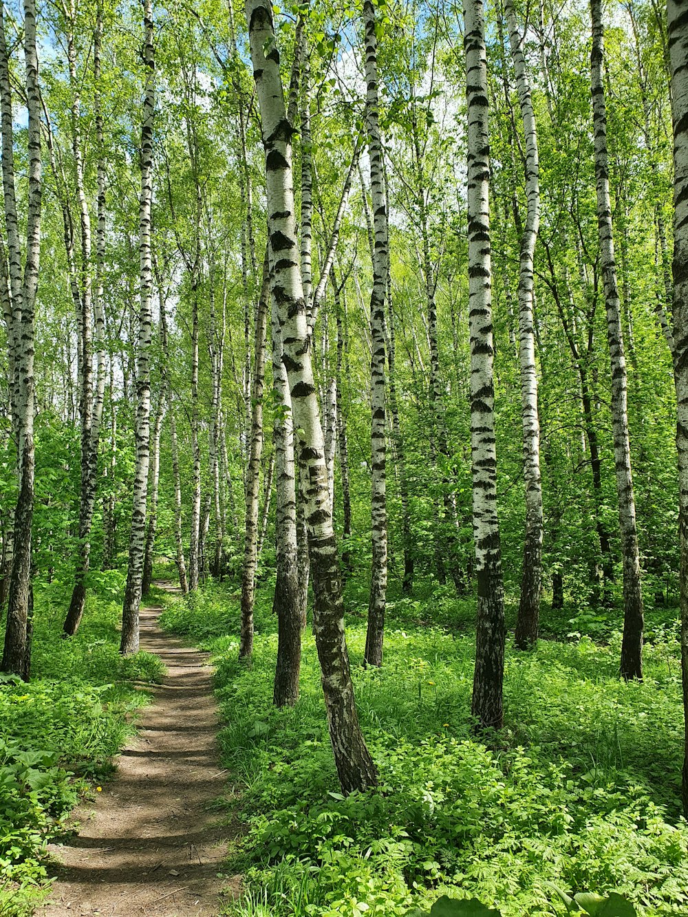 Grüne Bäume auf braunem Feldweg tagsüber