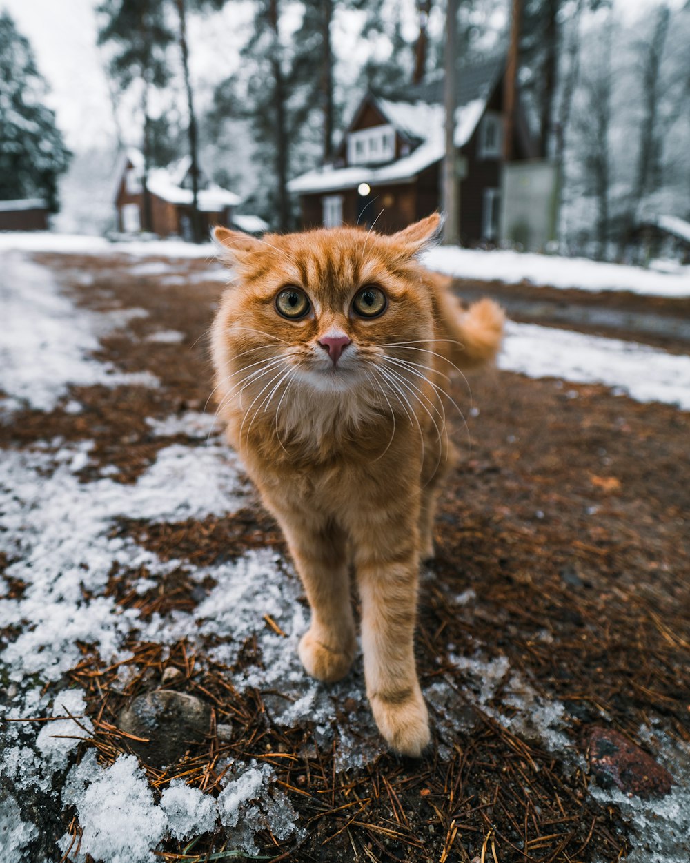 orange tabby cat on ground covered with snow during daytime