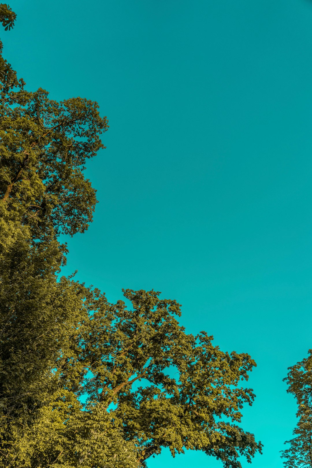 green and yellow leaf trees under blue sky during daytime