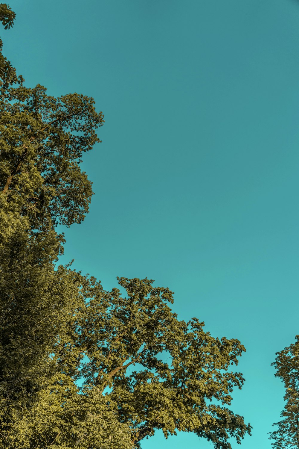 green and yellow leaf trees under blue sky during daytime