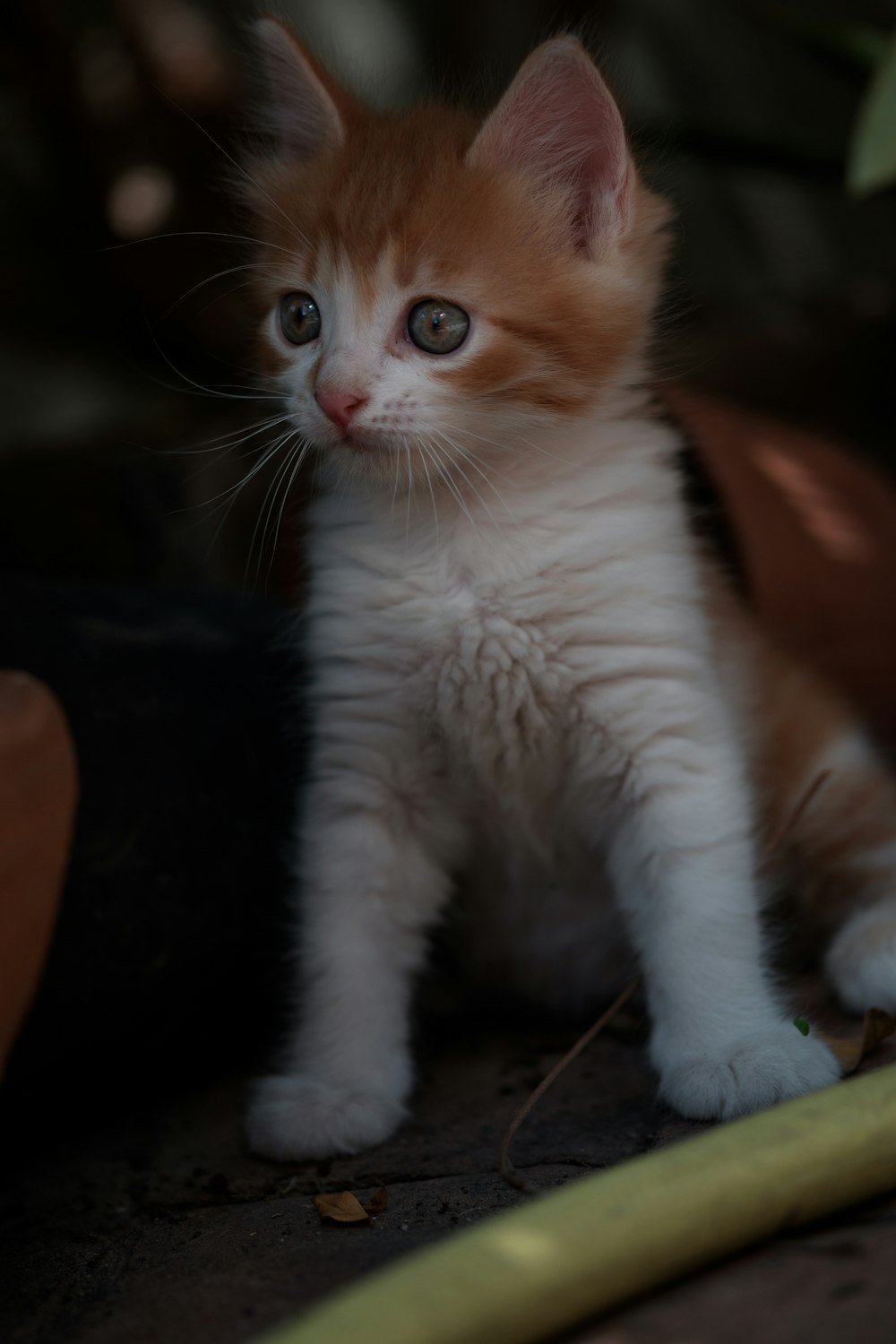 orange and white tabby kitten