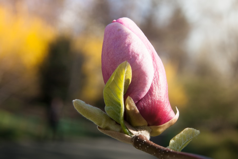 pink flower bud in close up photography