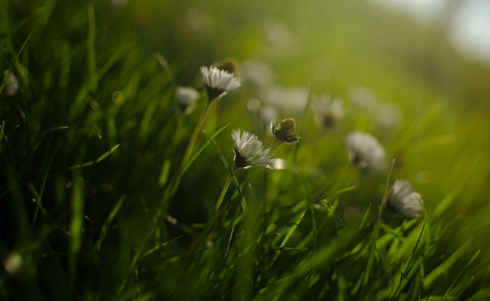 fleur blanche dans le champ d’herbe verte