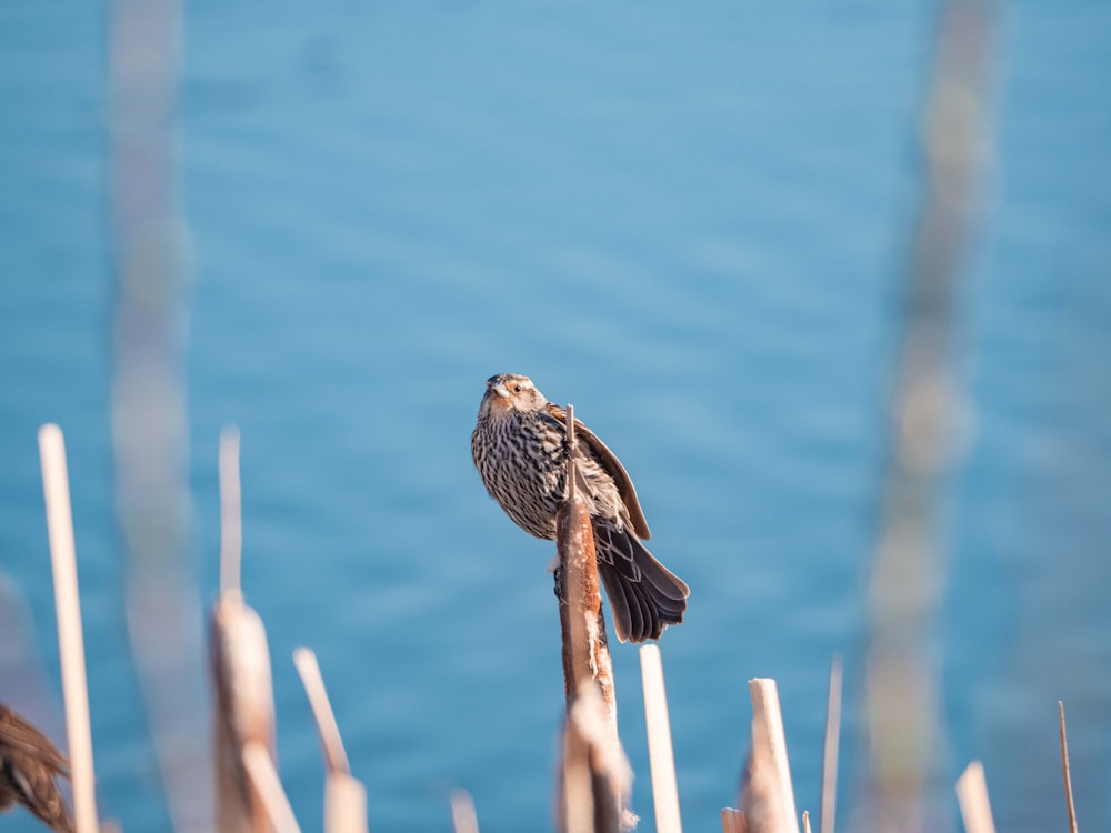 Uccello marrone e bianco su bastone di legno marrone durante il giorno