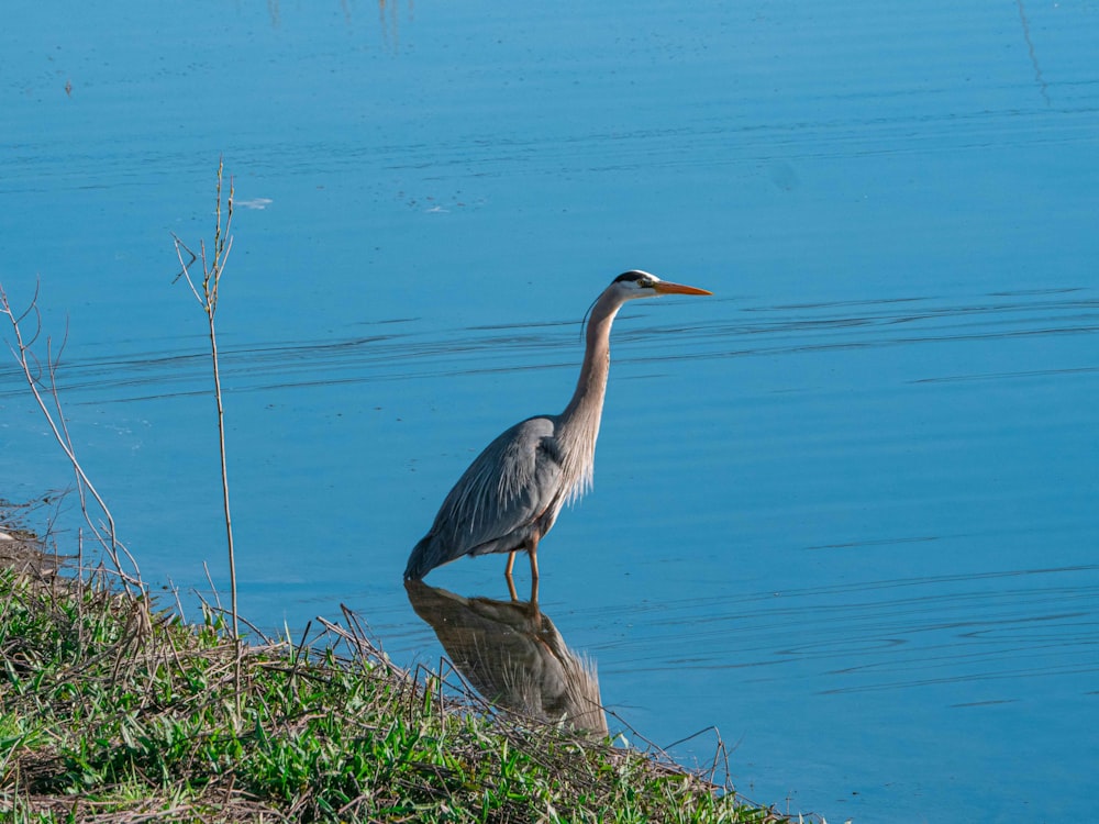 grey heron on water during daytime