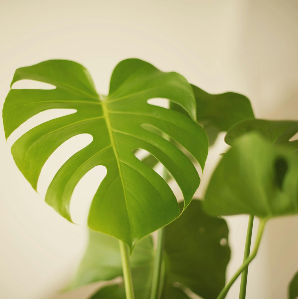 green leaf plant in close up photography