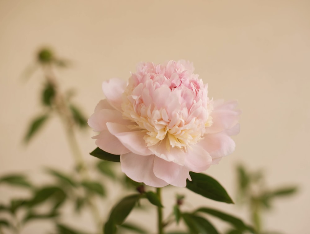 pink and white flower in tilt shift lens