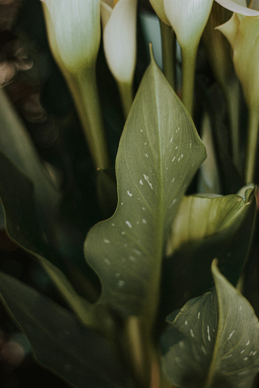 water droplets on green leaf