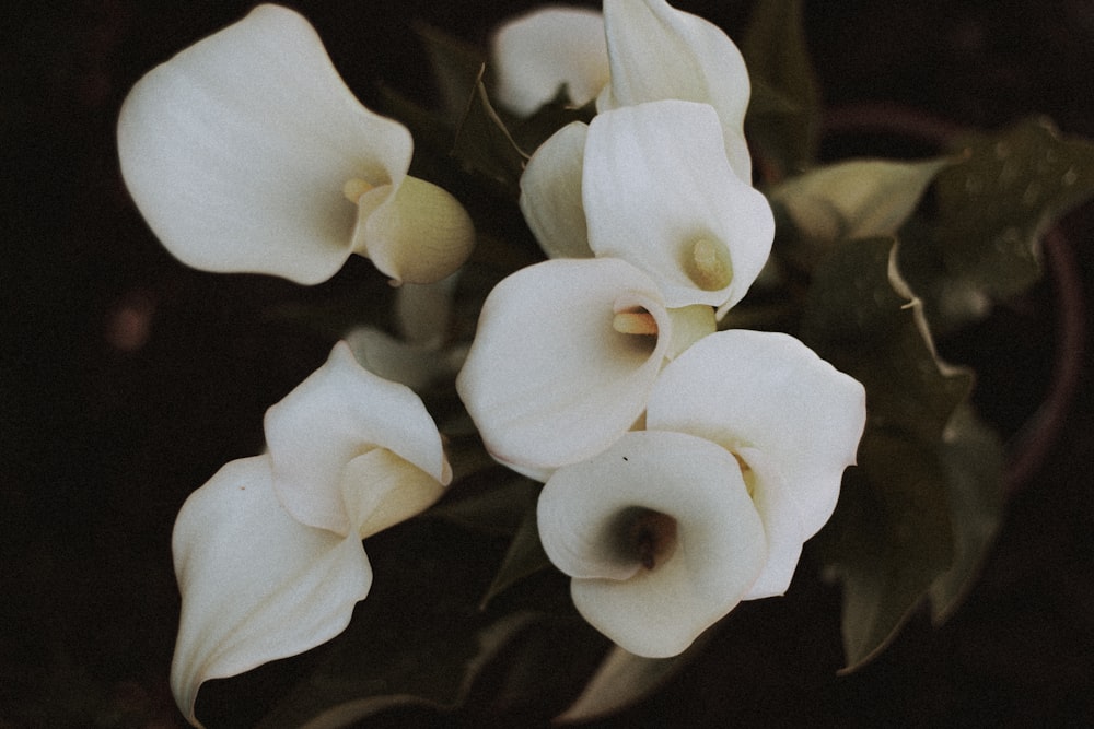 a bunch of white flowers with green leaves