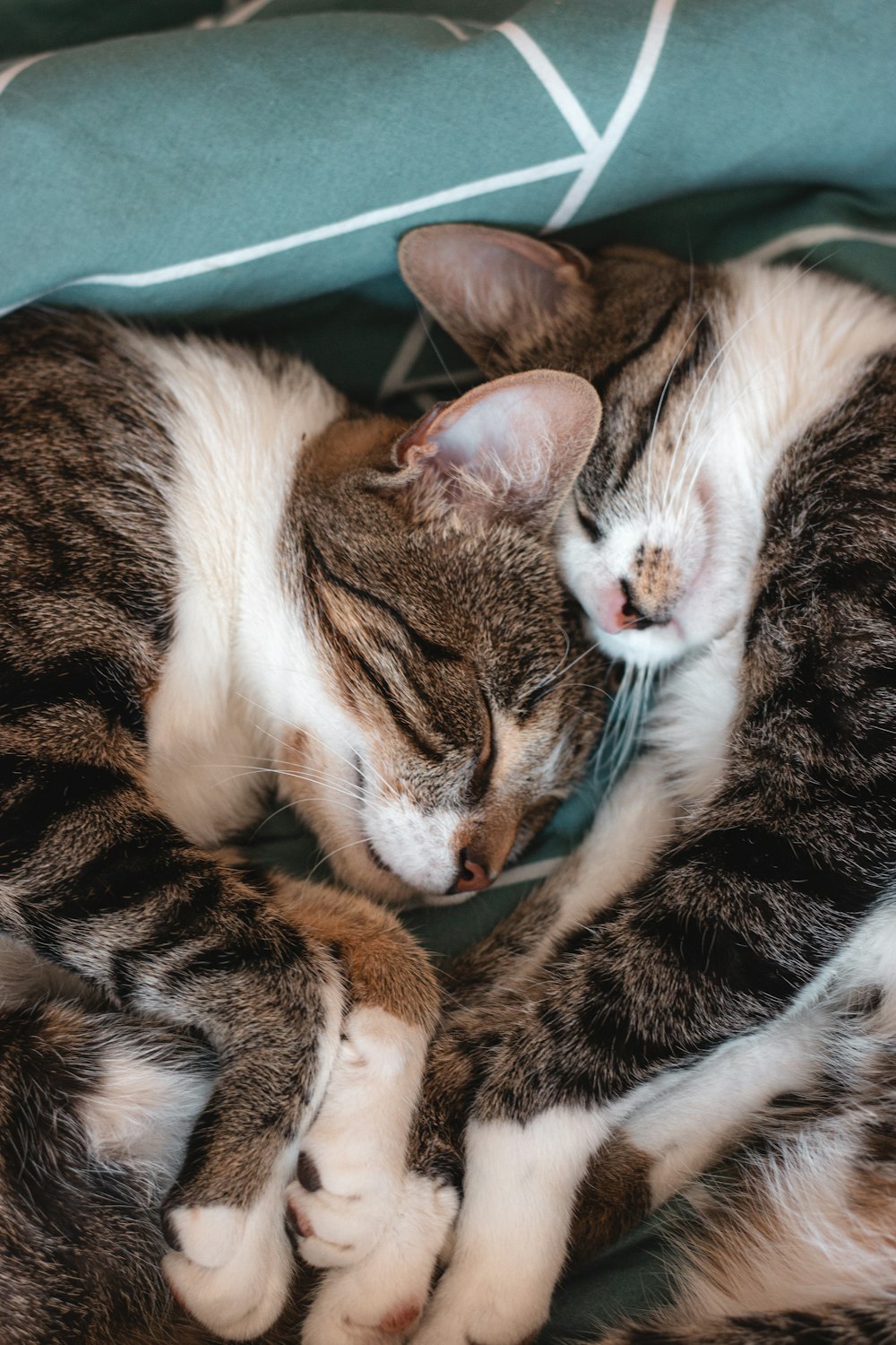 brown tabby cat lying on green textile