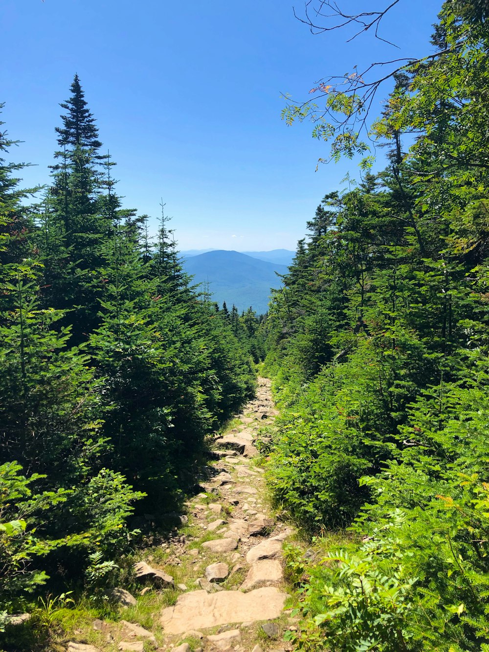 arbres verts sur la montagne sous le ciel bleu pendant la journée