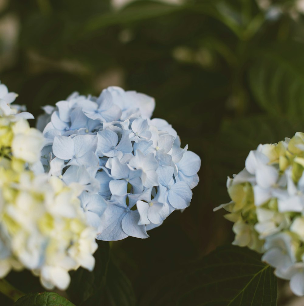 white and blue flowers in tilt shift lens