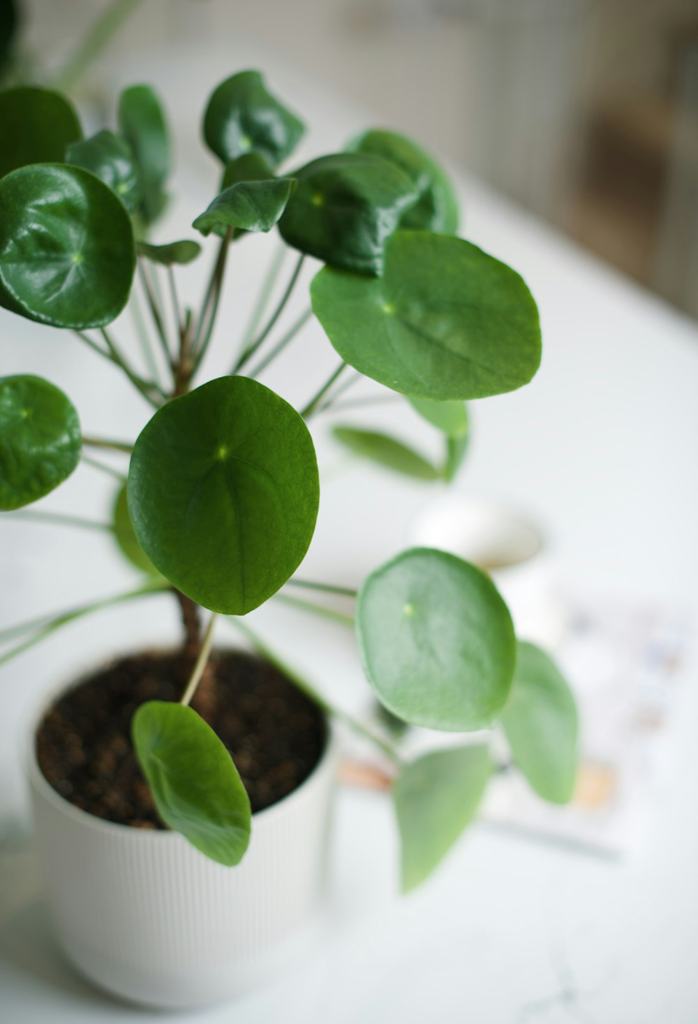 Planta verde en maceta de cerámica blanca