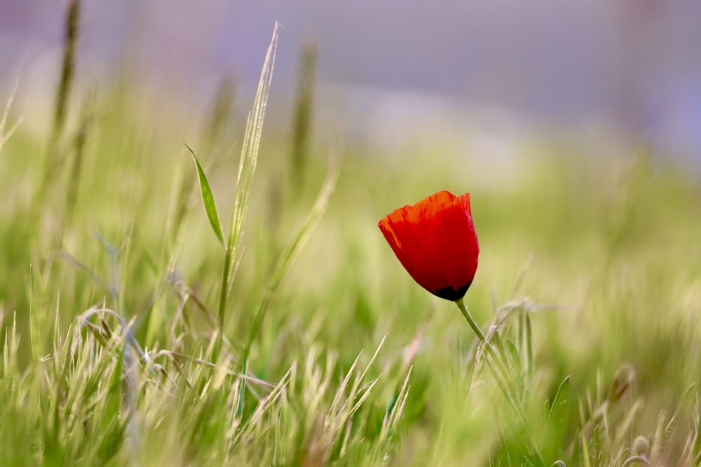 red flower in the middle of green grass field