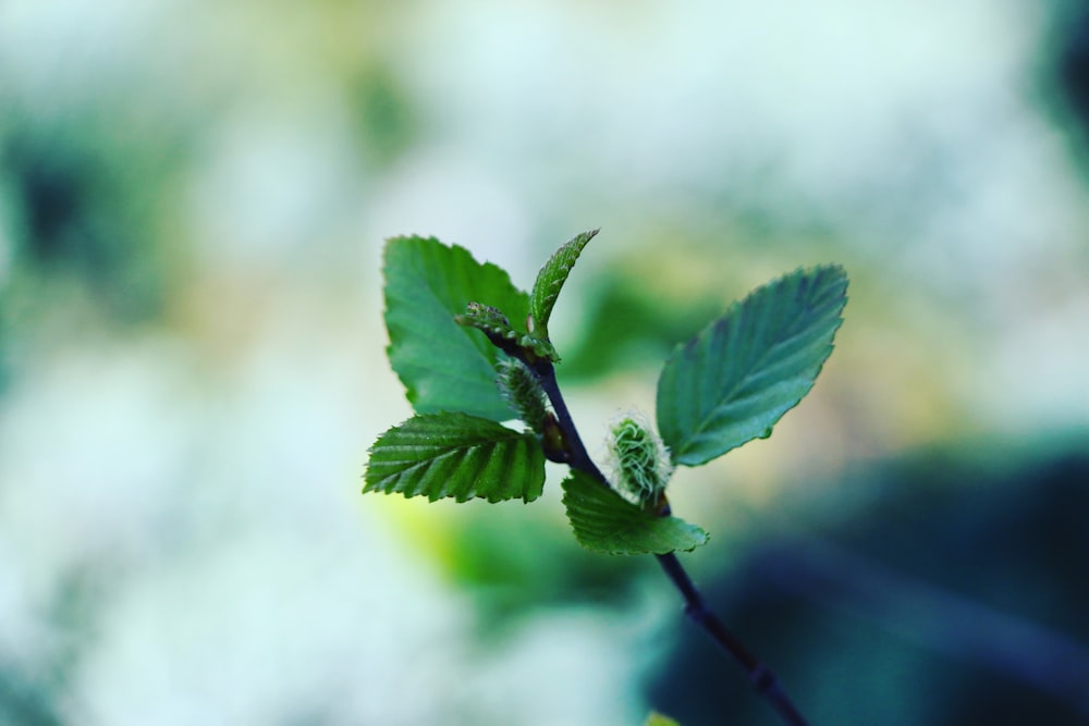 green leaf in close up photography