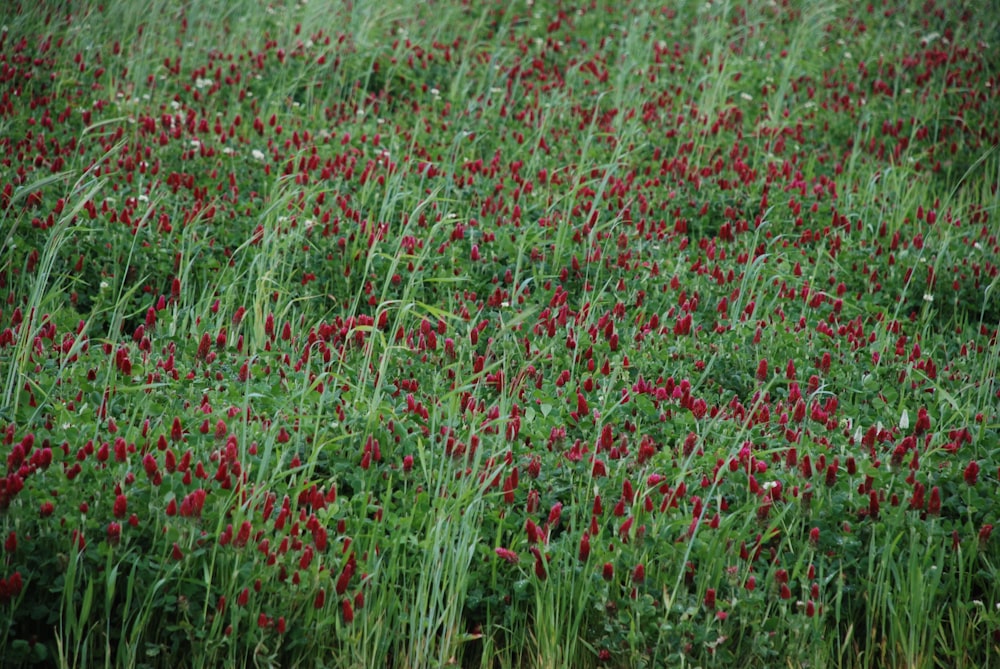 red flower field during daytime