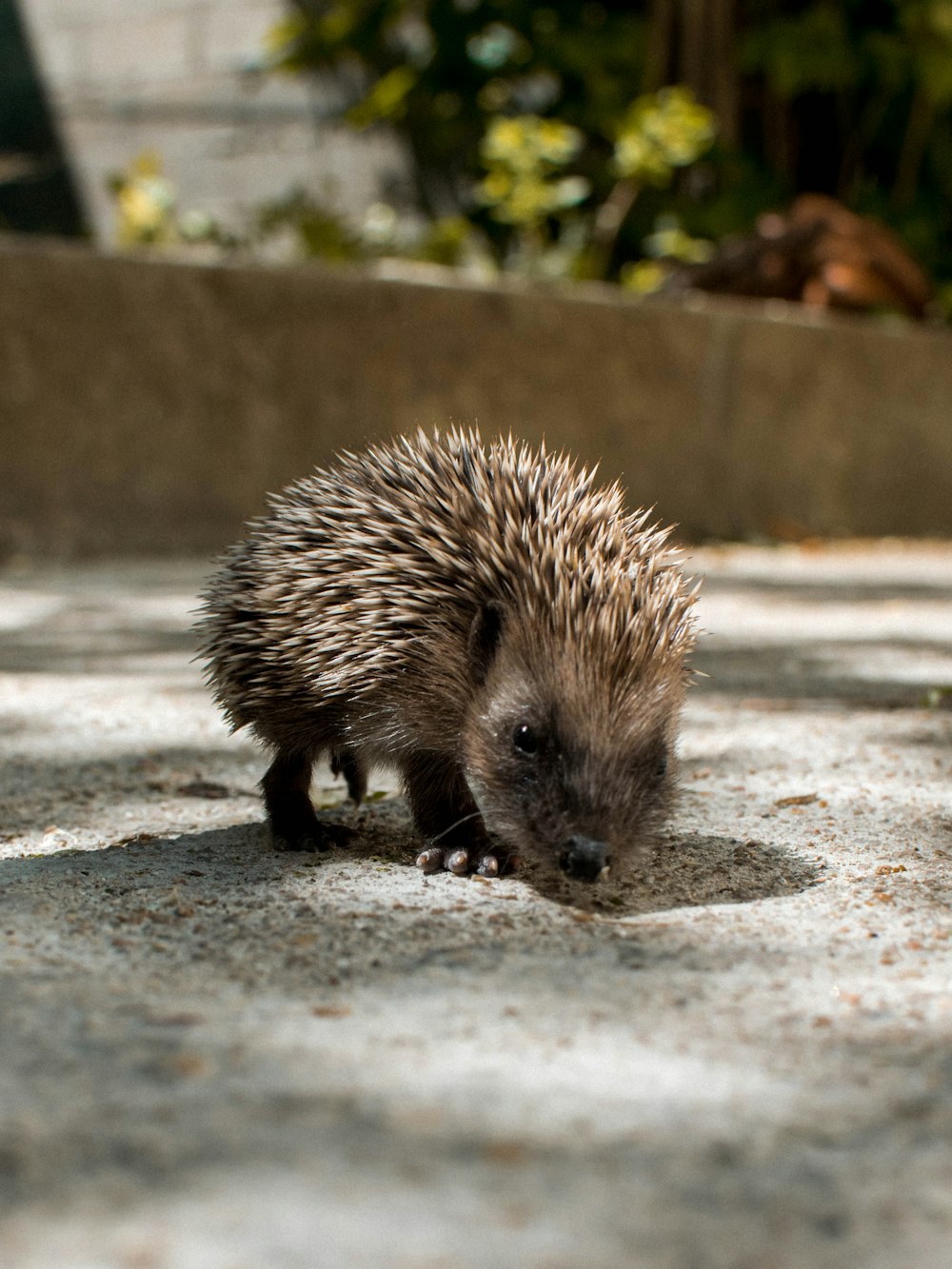 hedgehog on grey concrete floor