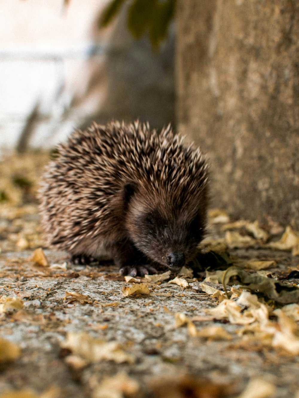 Brauner Igel auf braunen getrockneten Blättern