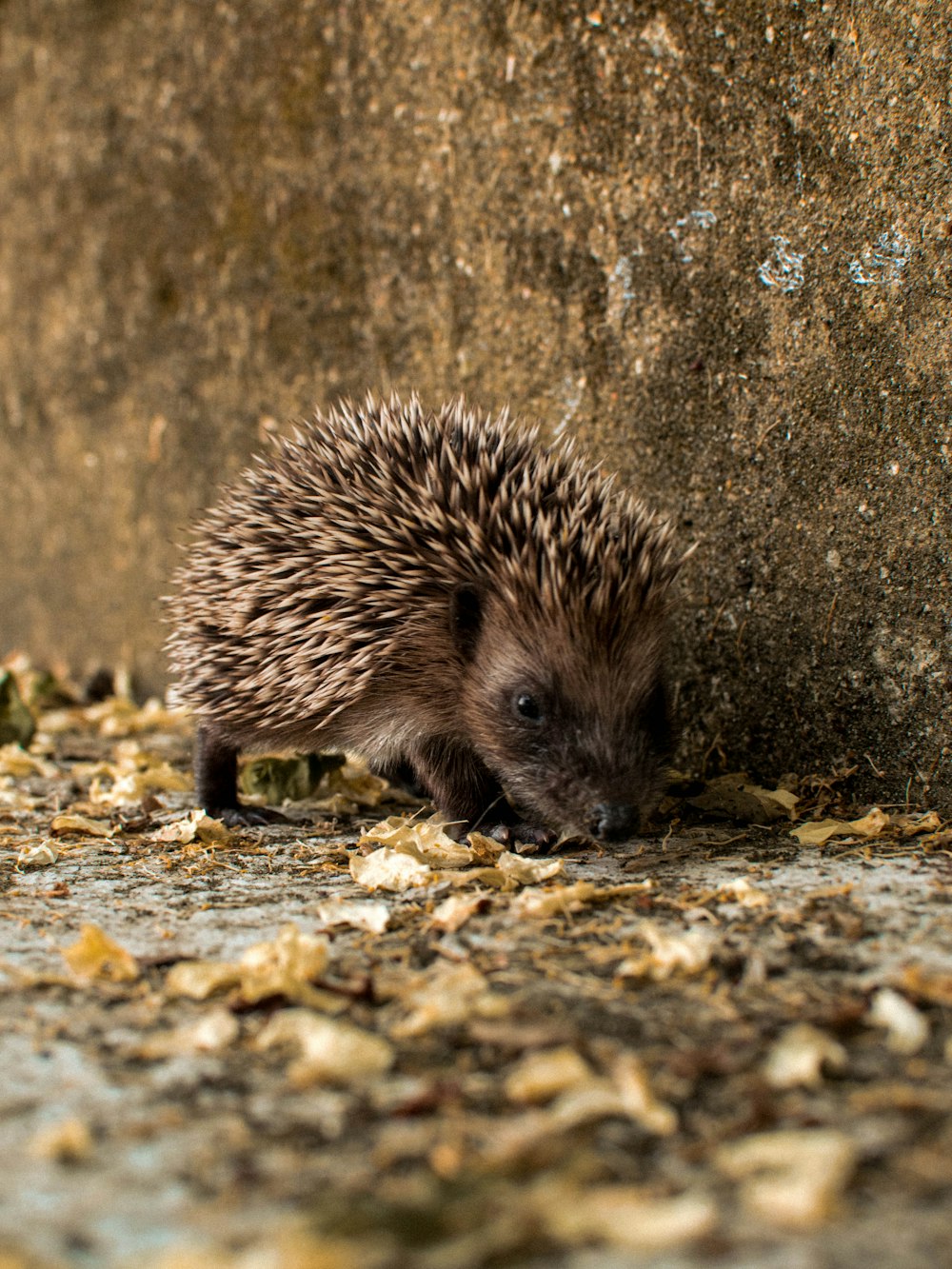 hedgehog on brown rock during daytime