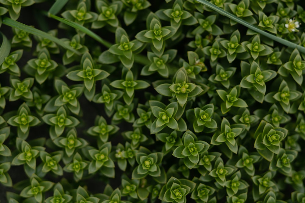 green plant with white flowers