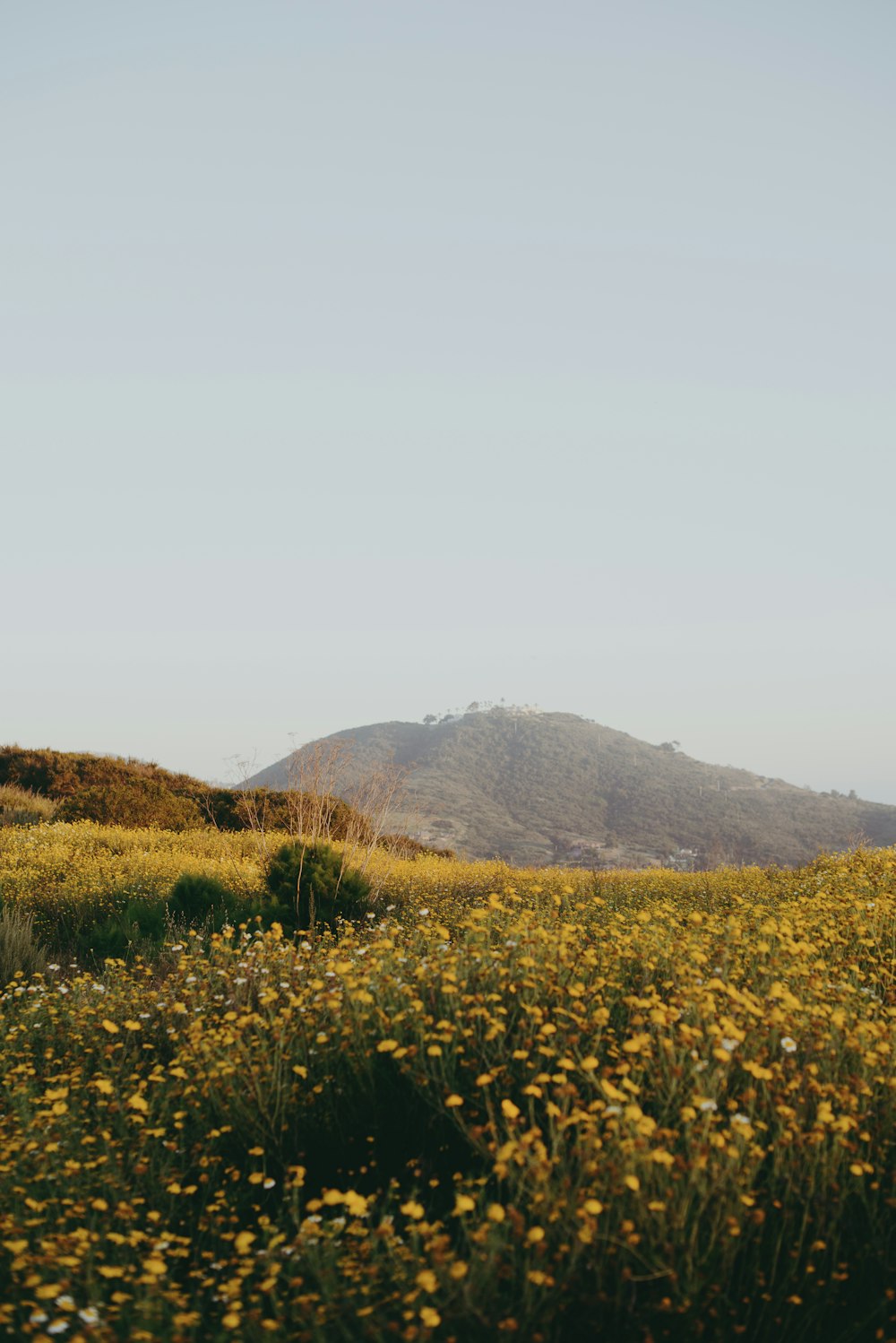 campo de flores amarelas perto da montanha durante o dia