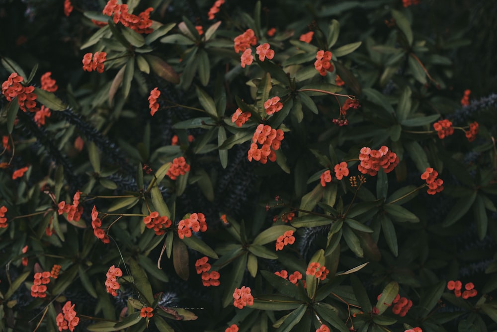 red flowers with green leaves