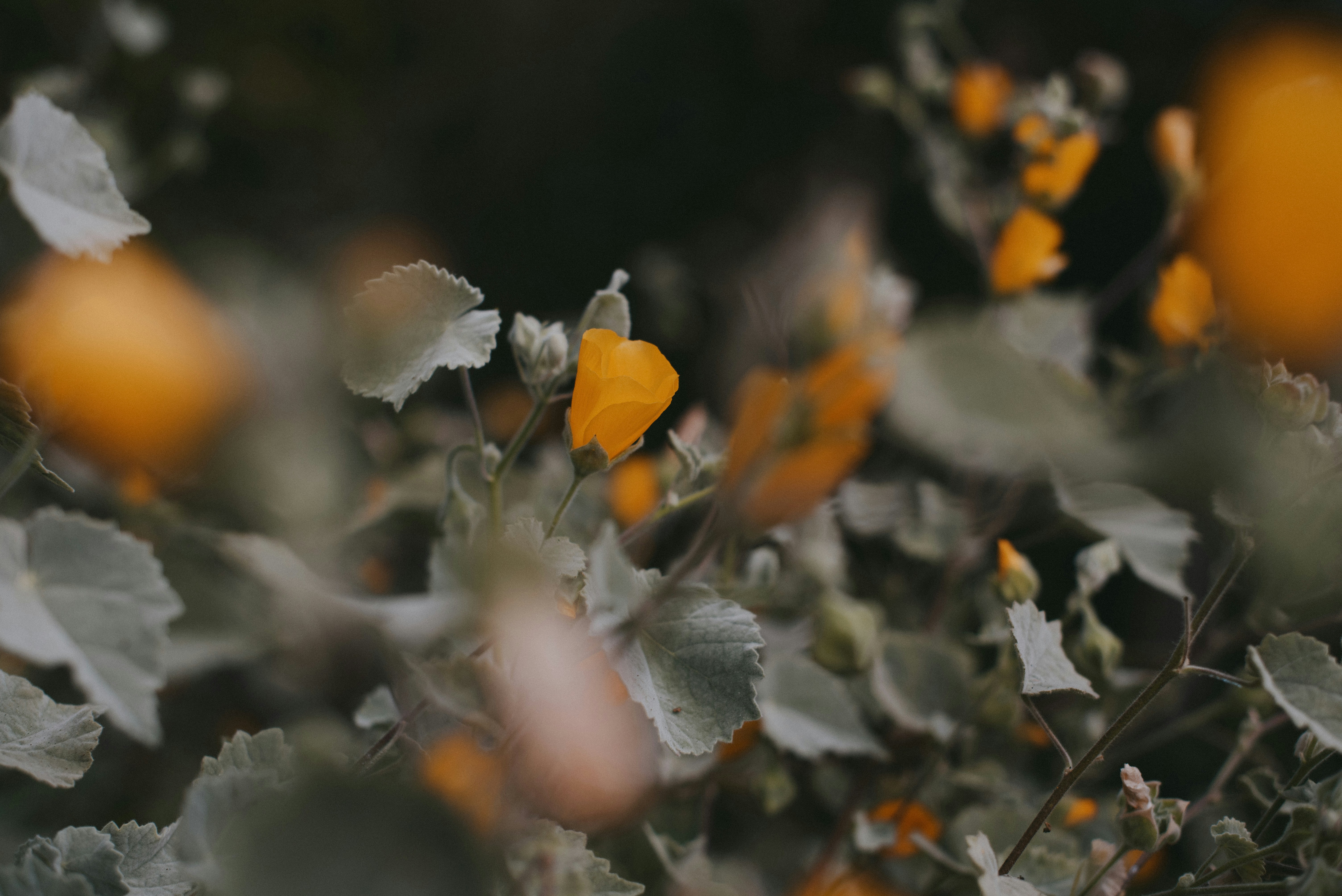 Photo by octoberroses