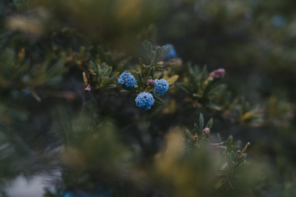 Fleur bleue dans une lentille à bascule décentrement