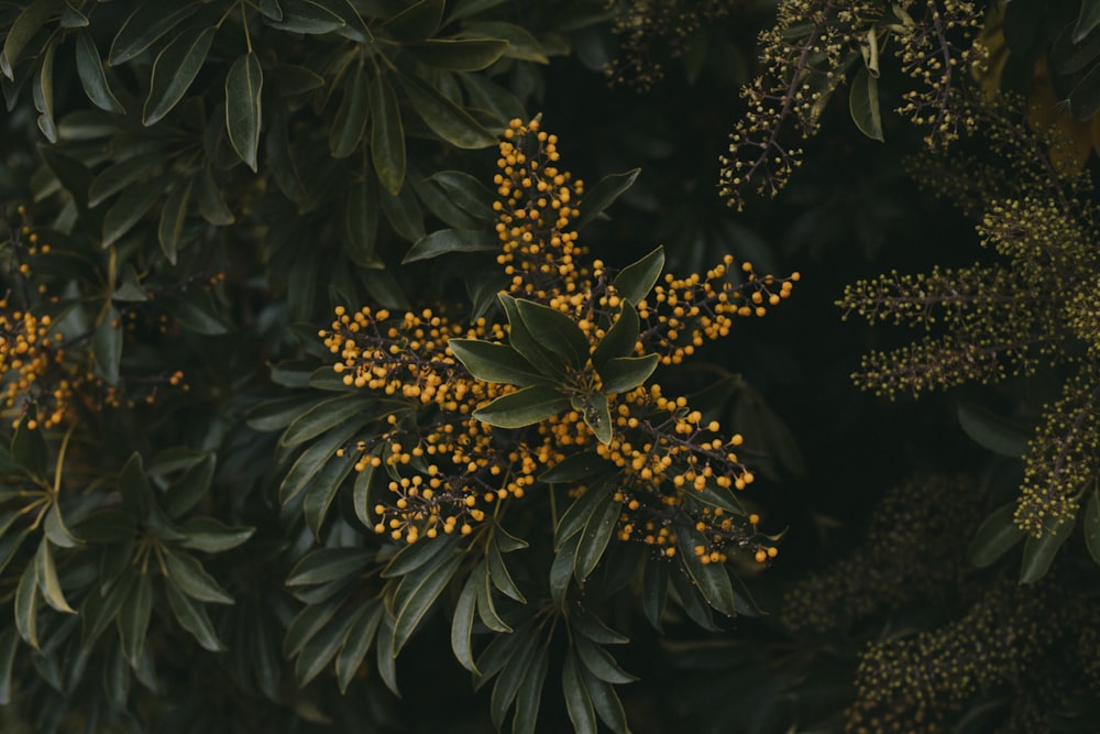 yellow flowers with green leaves