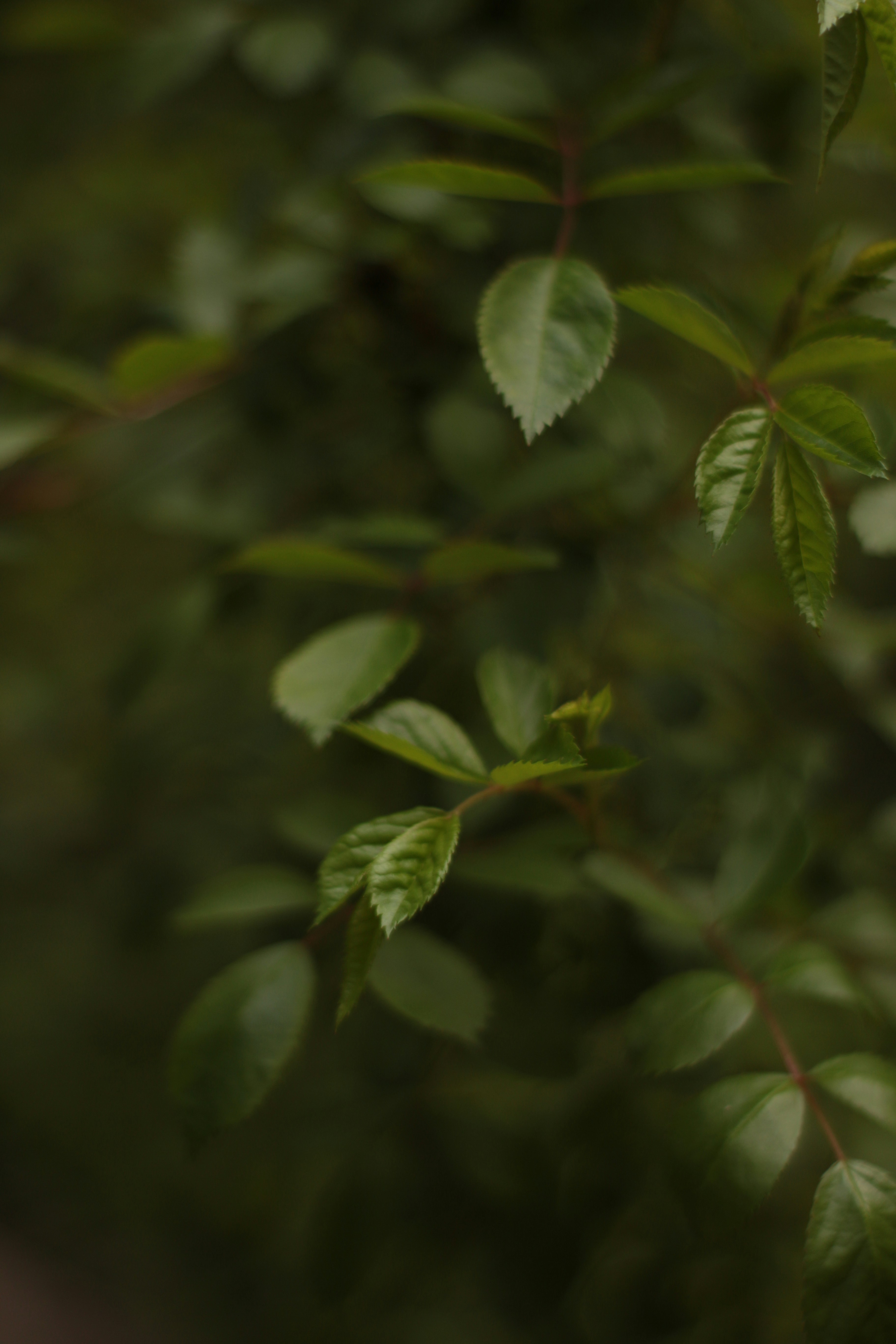 Photo by hurleburlebuts