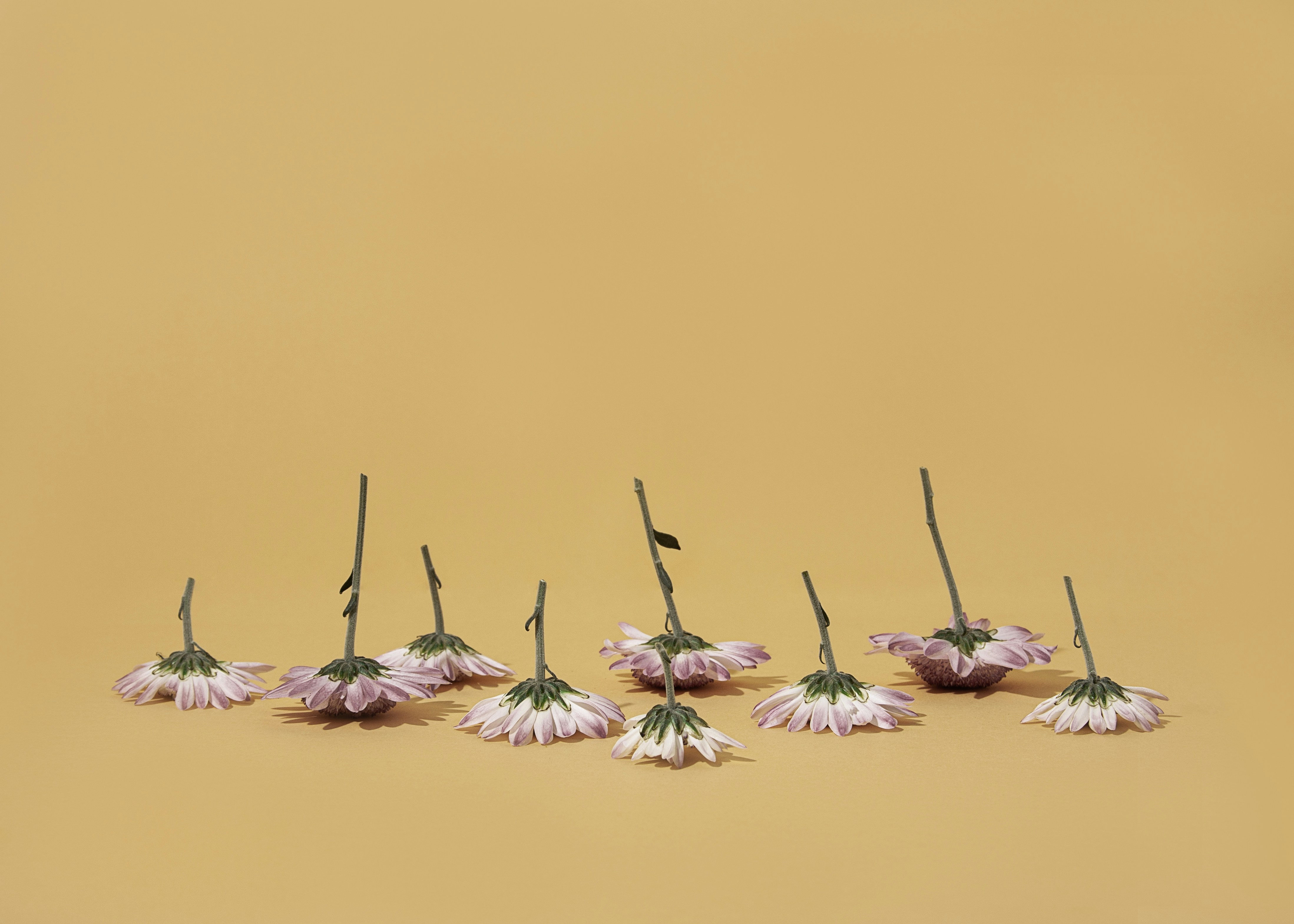 a group of flowers sitting on top of a table